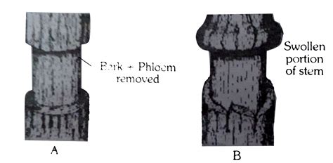 The figure indicates the ringing or girdling experiment. Bark having ...