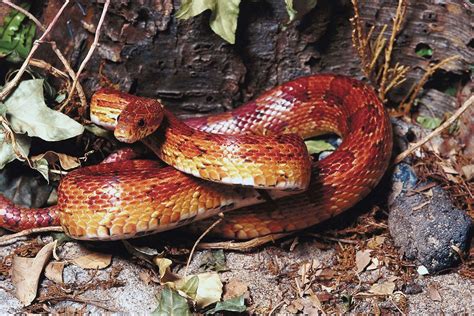 Rat snake | Diet, Habitat & Lifespan | Britannica