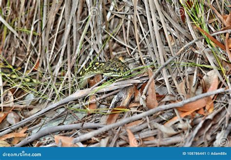 Image result for Australian Python Snake