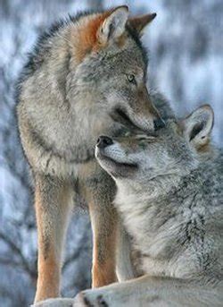 Image result for Wolves Life Cycle