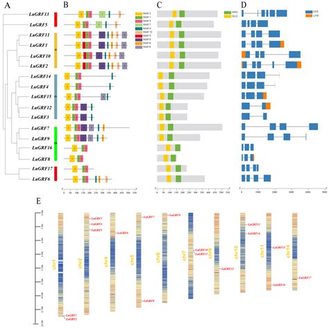 Genome-Wide Analysis of Flax (Linum usitatissimum L.) Growth-Regulating ...
