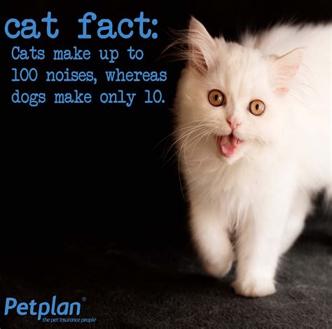 Meow-vember Cat Facts | Funny Animal Memes