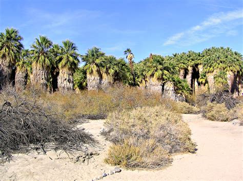 Oasis in the Desert, Thousand Palms Oasis Preserve | Foreign Escapades