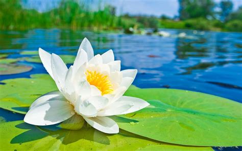 Lotus Flower Meaning and Symbolism - Mythologian