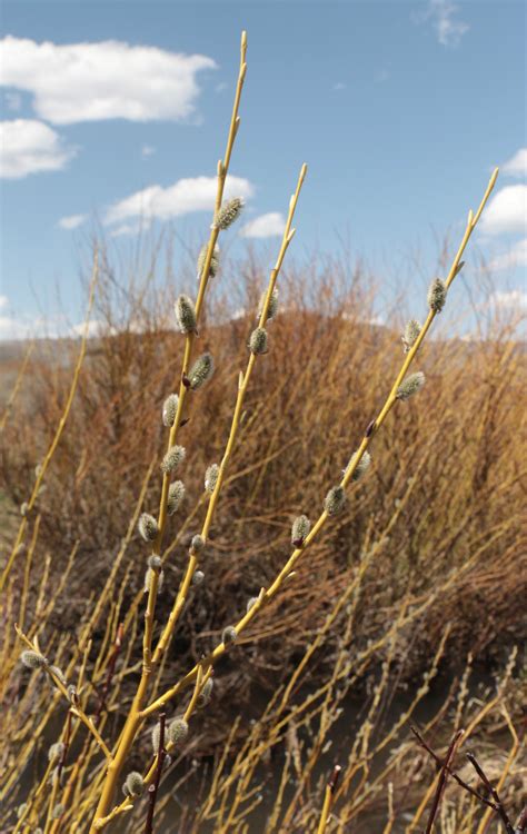Willow Planting – May 2021 - High Country Fly Fishers