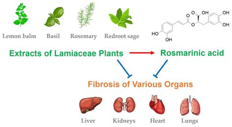 Therapeutic Potential and Mechanisms of Rosmarinic Acid and the ...