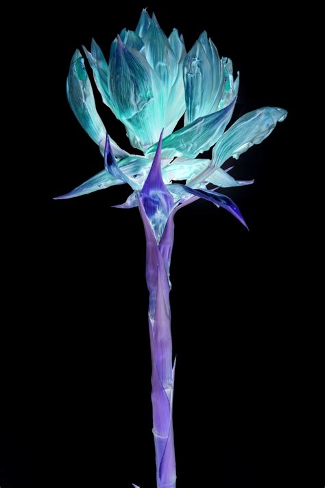 Chandra+Stewart. Dark Pacific Sun | Meer