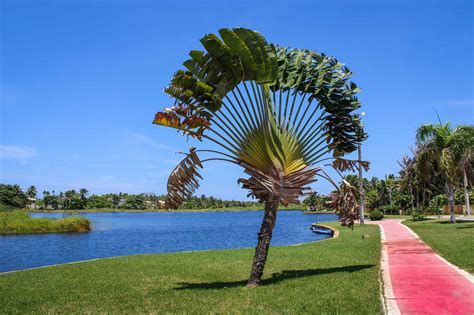 10 Interesting Trees Native to Madagascar - A-Z Animals