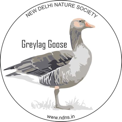 GREYLAG GOOSE (sticker) - New Delhi Nature Society
