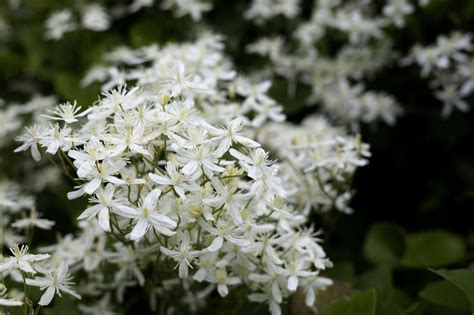The 5 worst flowers for allergies, according to experts | Livingetc