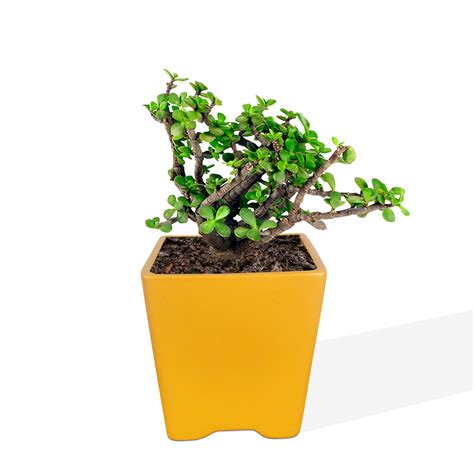 Lasaki Mini Pot Lily Ceramic Pots for Indoor Plants,Planters,Flower ...