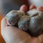 Image result for Newly Born Rabbits