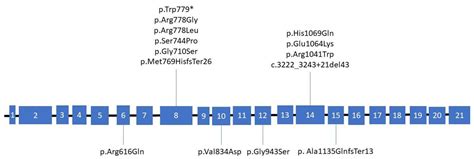Design, Optimization and Validation of the ARMS PCR Protocol for the ...