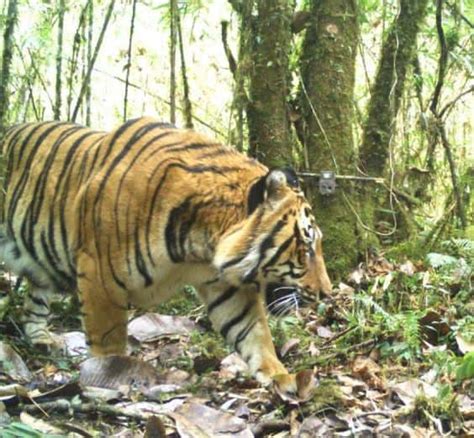 India's 2018 tiger census sets new Guinness Record as largest camera ...