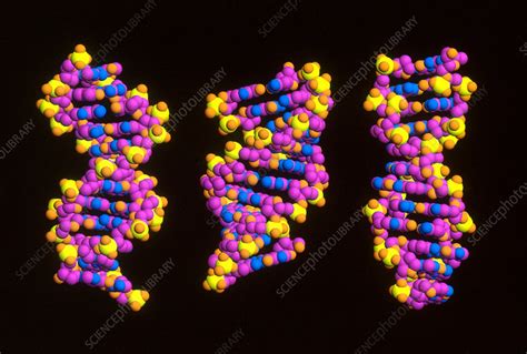 Different Forms of DNA 的图像结果