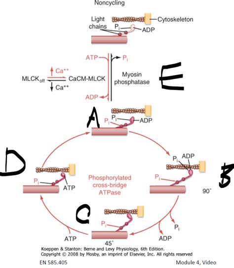 Image result for Crossbridge Cycle of Muscle Contraction Image