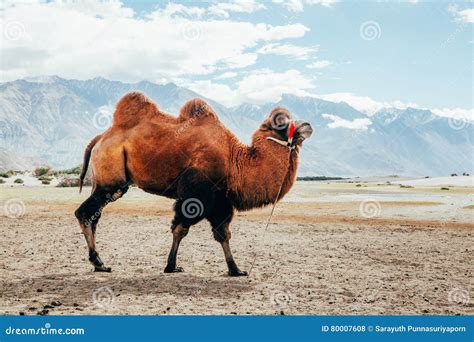 Double Hump Camel Walking in the Desert in Nubra Valley, Ladakh, India ...