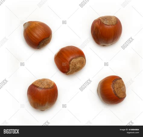 Image result for Hazelnut Tree Top View