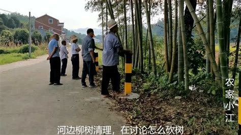 安徽农村河道清理，6棵柳树1500元，砍树人不愿意，4尺柳树倒地有难度_腾讯视频