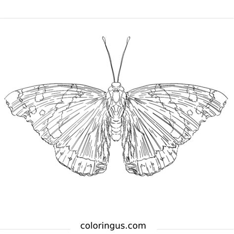 Butterfly Coloring Pages (Free Printable PDF)