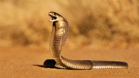 কার্বলিক অ্যাসিড কিনবেন না, রান্নাঘরের আমিষ গন্ধেই ল্যাজ গুটিয়ে পালাবে ...