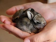 Image result for Baby Bunnies in Spring Time