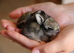 Image result for Very Cute Baby White Bunny
