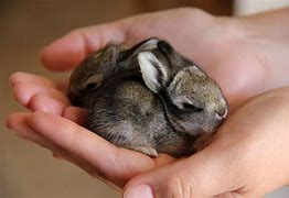 Image result for Baby Bunny Boy