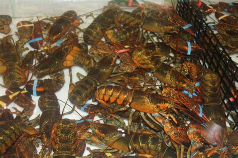 Maine's lobster catch dropped in 2014, raising prices - Market Business ...