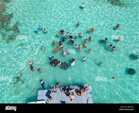 Antigua and Barbuda, West Indies, Antigua Island. Stingray City Antigua ...