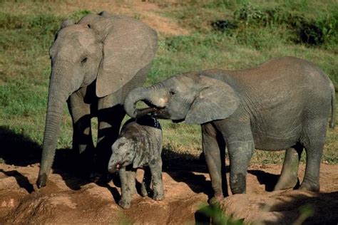 Addo - Where To Stay