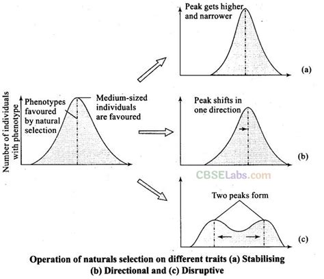 Evolution Level Class 7 的图像结果