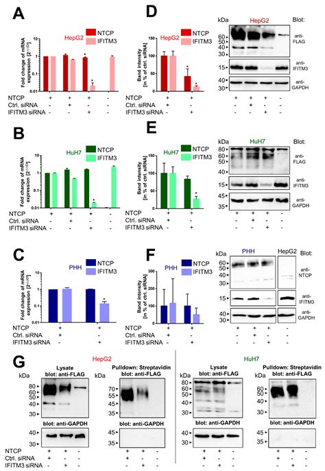 IFITM3 Interacts with the HBV/HDV Receptor NTCP and Modulates Virus ...