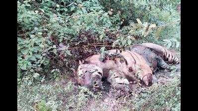 Tiger Killed: Madhya Pradesh loses 23rd tiger to poachers this year ...
