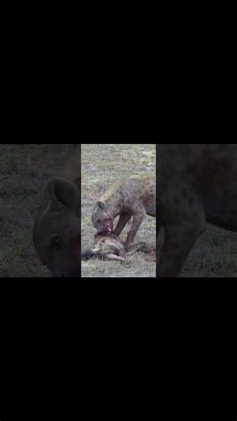 Python Eats Hyena 的图像结果