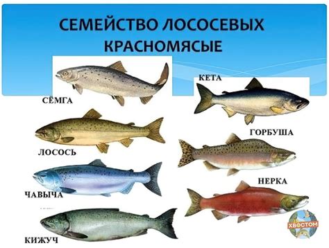 Лососевые рыбы - 77 фото