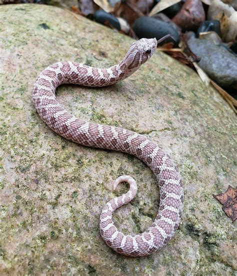 Lavender Western Hognose Snake on Rock