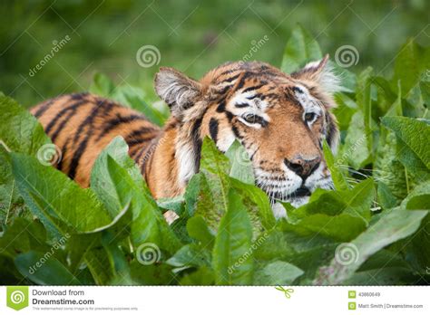 老虎偷偷靠近的牺牲者 库存图片. 图片 包括有 秘密, 底格里斯河, 偷偷靠近, 食肉动物, 等待, 搜索 - 43860649
