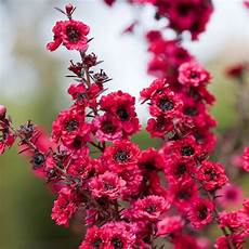 fiore con s new zealand tea tree seeds leptospermum scoparium flower fiore con s new zealand tea tree seeds leptospermum scoparium flower