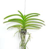 Buy Vanda Orchids Online India | Vanda Orchid | Orchid-tree – Orchid-Tree