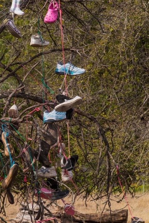 Image result for Shoe Tree Project