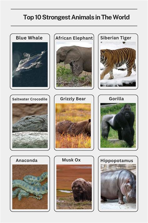 Top 10 Strongest Animals in The World - Smore Science