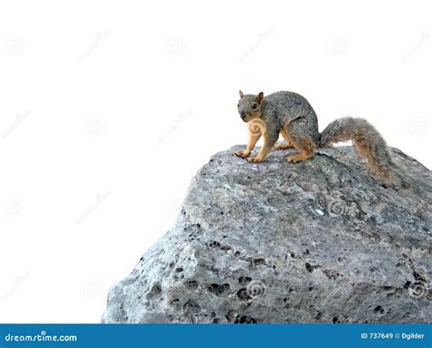 Squirrel on rock stock image. Image of outdoors, boulder - 737649