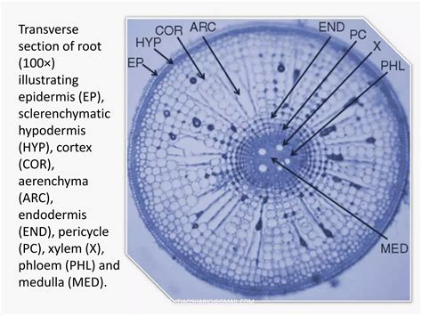 Anatomy of stem,root and leaf of rice | PPTX