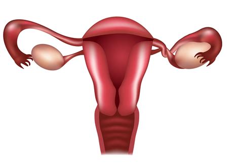 Causes of Blocked Fallopian Tubes - Houston, TX
