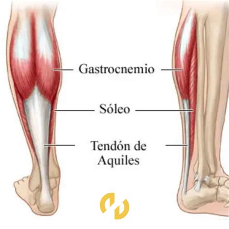 Musculos De La Pierna Amazon.com: HZHXIFUF Leg Model Anatomical Model