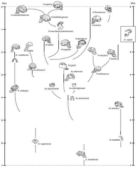Evolution Family Tree 的图像结果