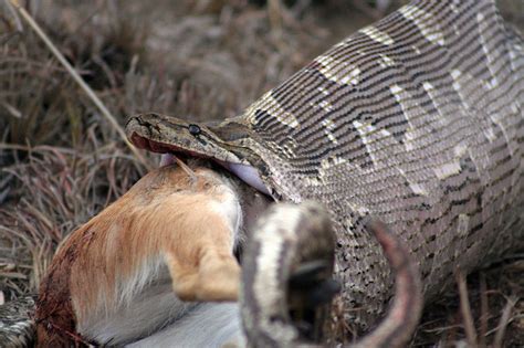 Image result for African Rock Python Eating Crocodiles