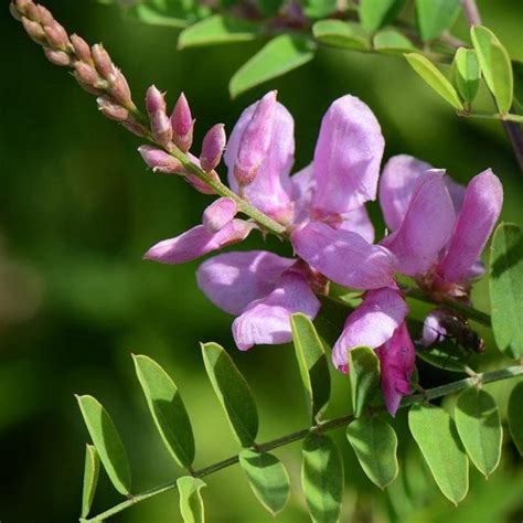 Neelamari | The Indigo Plant (Indigofera Tinctoria) Flowering/Ornament ...