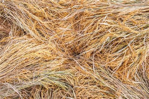 Java Rice Yellow Texture Image 的图像结果